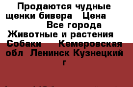 Продаются чудные щенки бивера › Цена ­ 25 000 - Все города Животные и растения » Собаки   . Кемеровская обл.,Ленинск-Кузнецкий г.